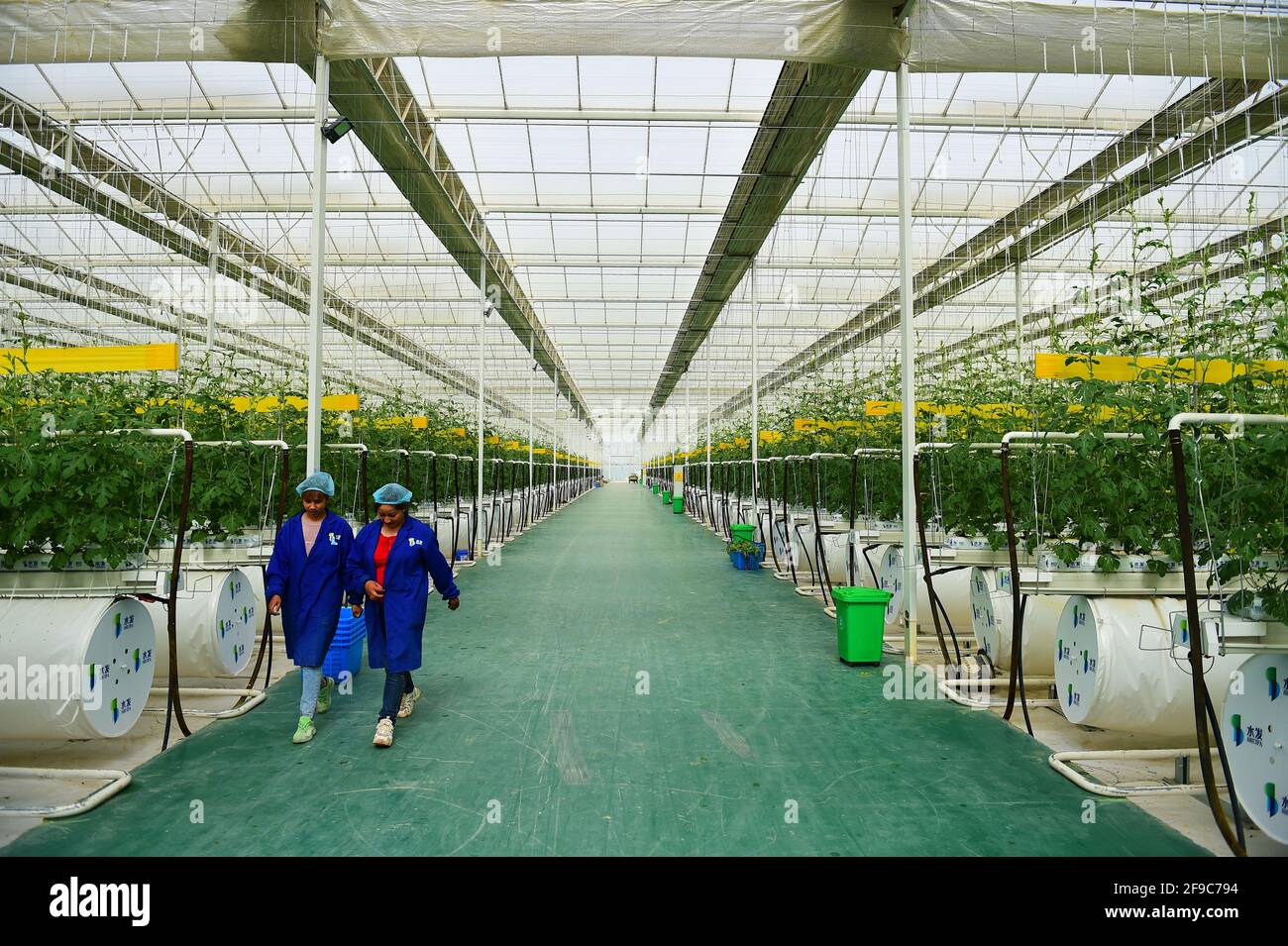 210417) -- KASHGAR, 17 de abril de 2021 (Xinhua) -- Dos trabajadores  caminan dentro de un invernadero inteligente de un parque industrial de  verduras moderno en el condado de Shule, Kashgar, región
