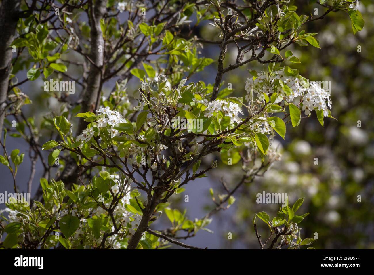 Primer plano de una ramita de árbol con flores blancas y verdes sale en un día soleado con otro árbol en el antecedentes Foto de stock