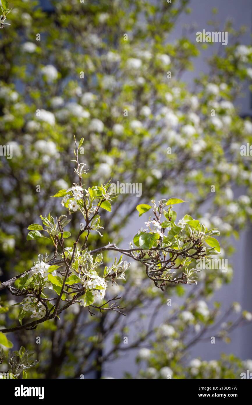Primer plano de una ramita de árbol con flores blancas y verdes sale en un día soleado con otro árbol en el antecedentes Foto de stock
