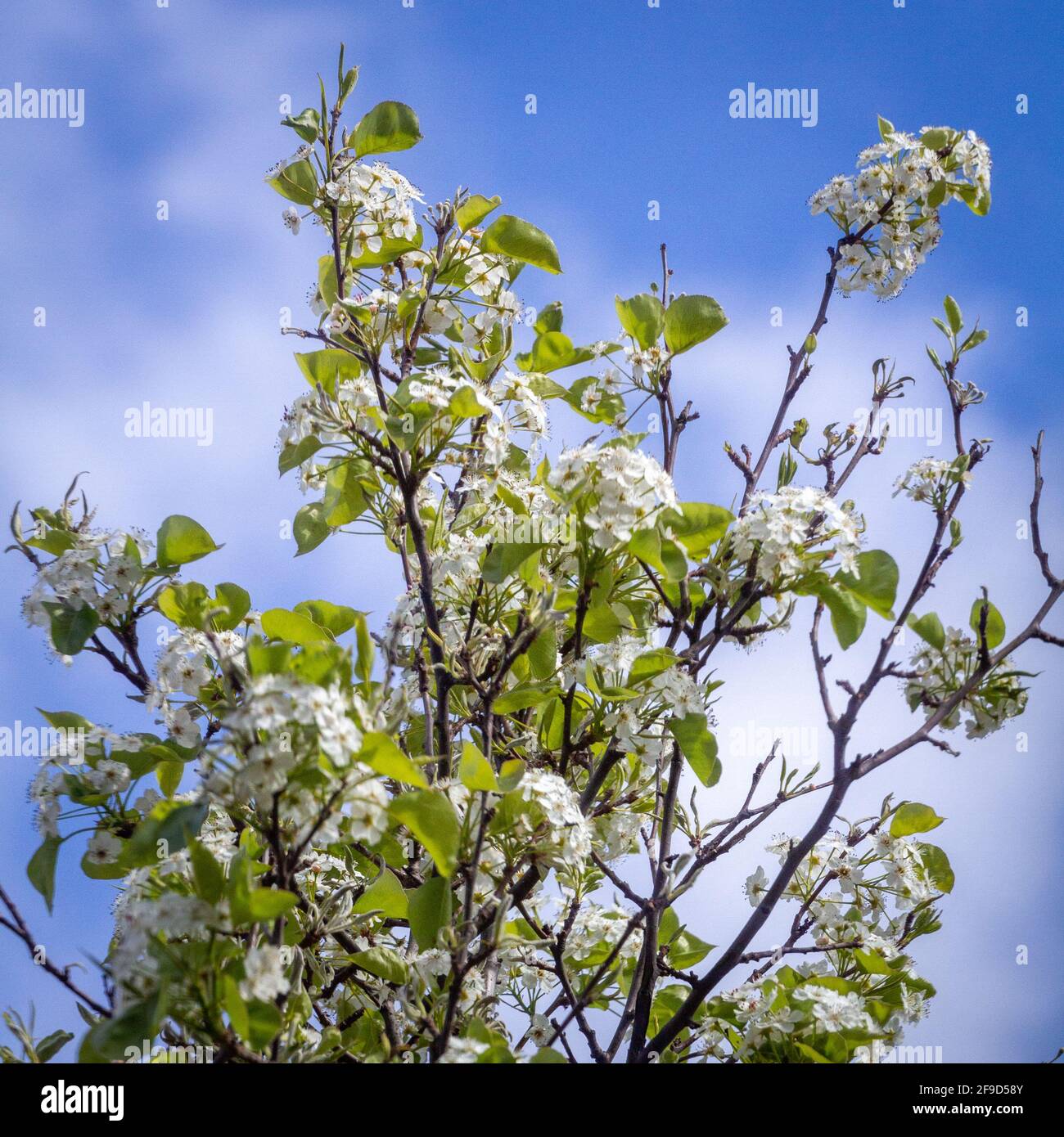 Primer plano de una ramita de árbol con flores blancas y verdes sale en un día soleado contra un cielo azul Foto de stock