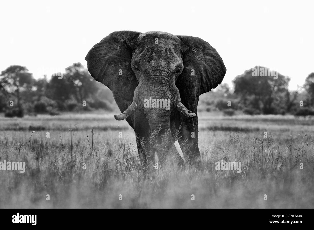 Safari africano. Elefante en la hierba. Vida silvestre escena de la naturaleza, elefante en el hábitat, Moremi, delta Okavango, Botswana, África. Blanco y negro Foto de stock