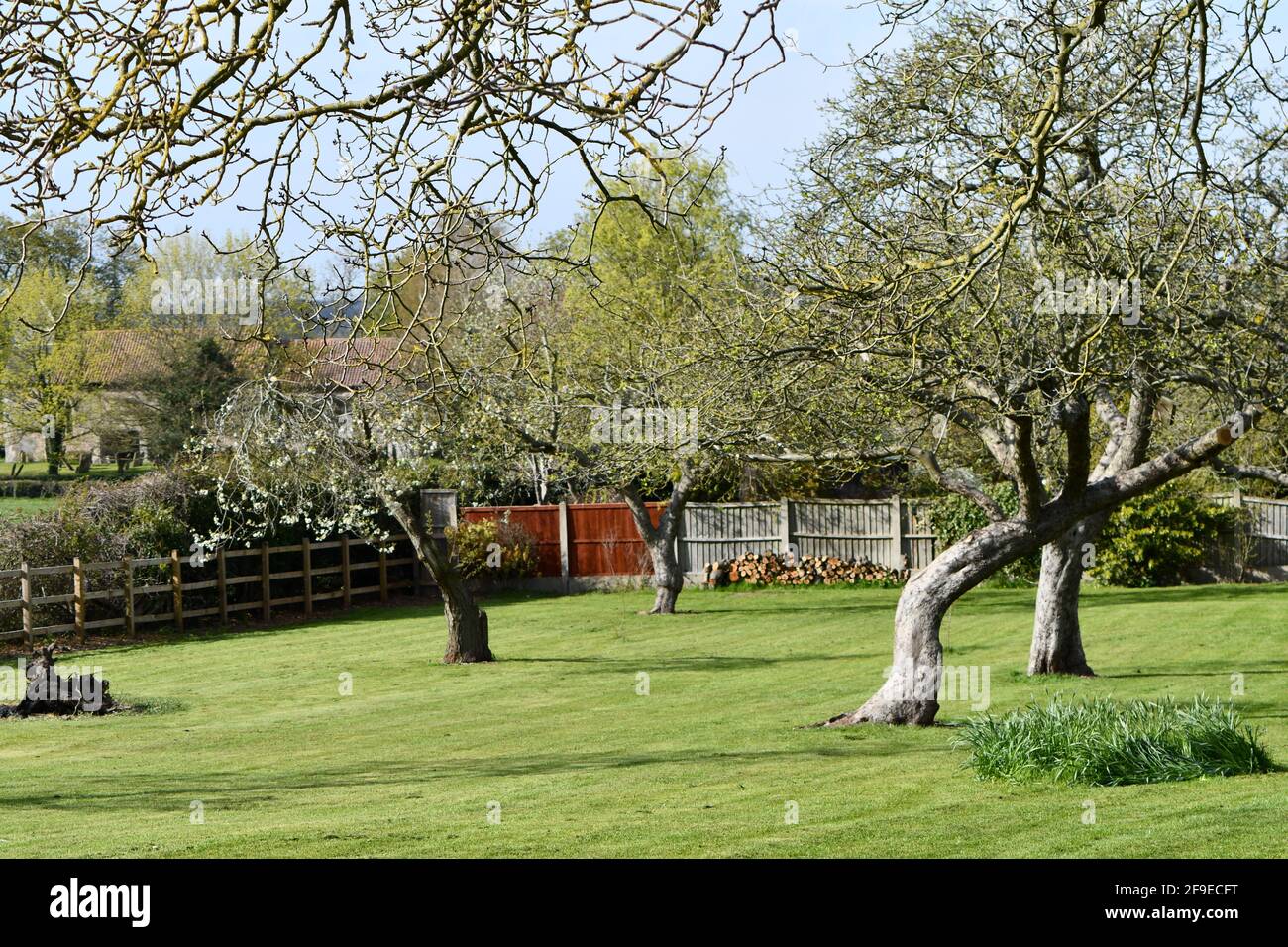Jardín rural inglés, primavera de 2021, Nottinghamshire Foto de stock