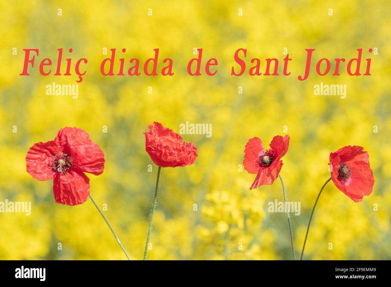Fotografía con fondo amarillo y cuatro amapolas rojas emulando la bandera  de Cataluña, especialmente para el día de San Jorge, el día del libro y el  r Fotografía de stock - Alamy