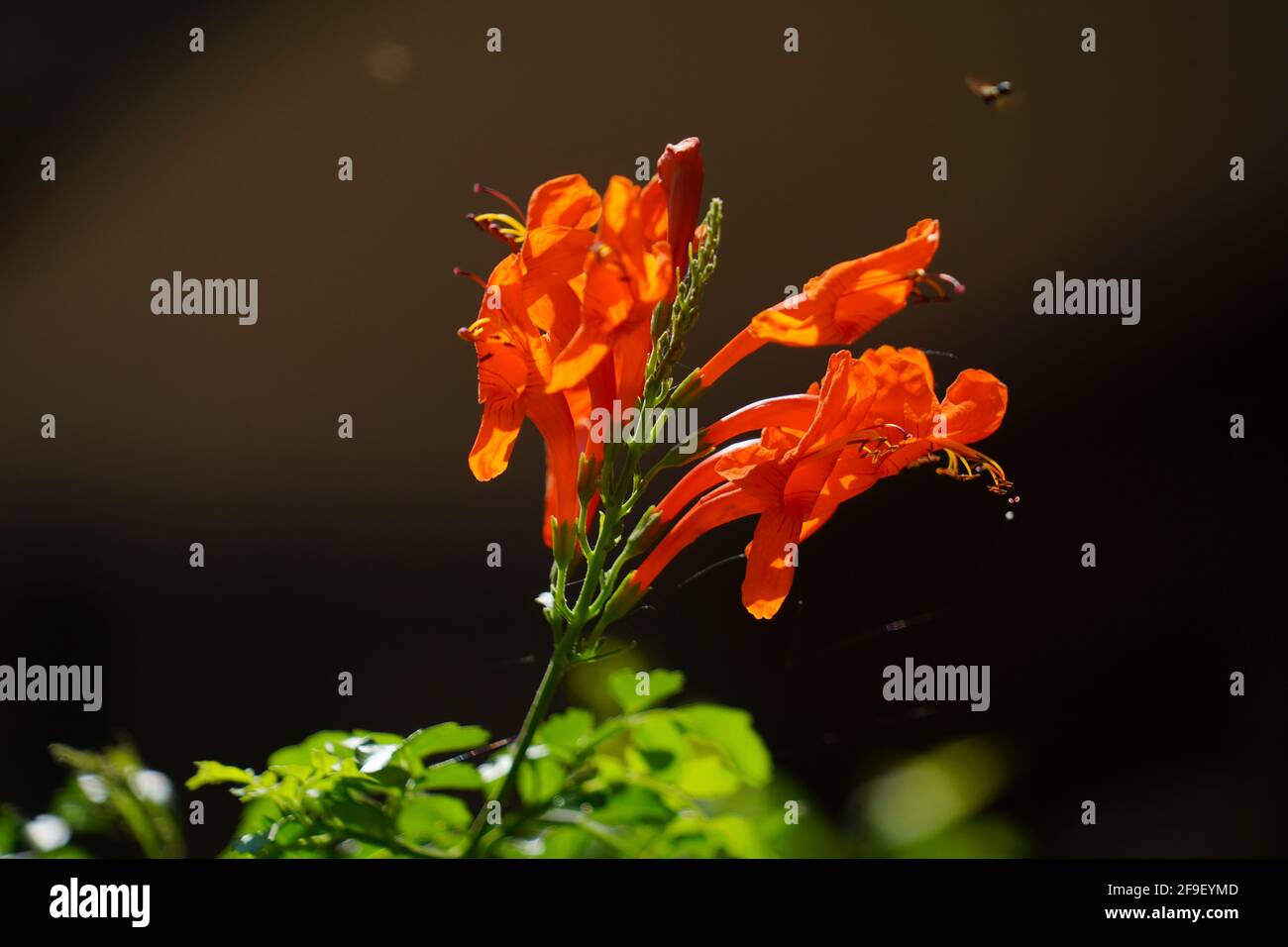 Pyrostegia venusta, también conocida como flamevina o trompeta de naranja, es una especie de planta del género Pyrostegia de la familia Bignoniaceae orig Foto de stock