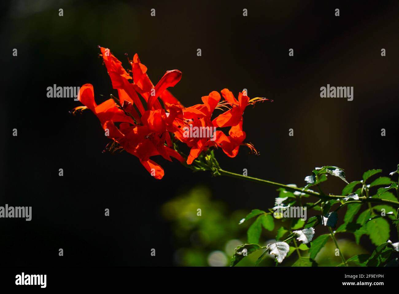 Pyrostegia venusta, también conocida como flamevina o trompeta de naranja, es una especie de planta del género Pyrostegia de la familia Bignoniaceae orig Foto de stock