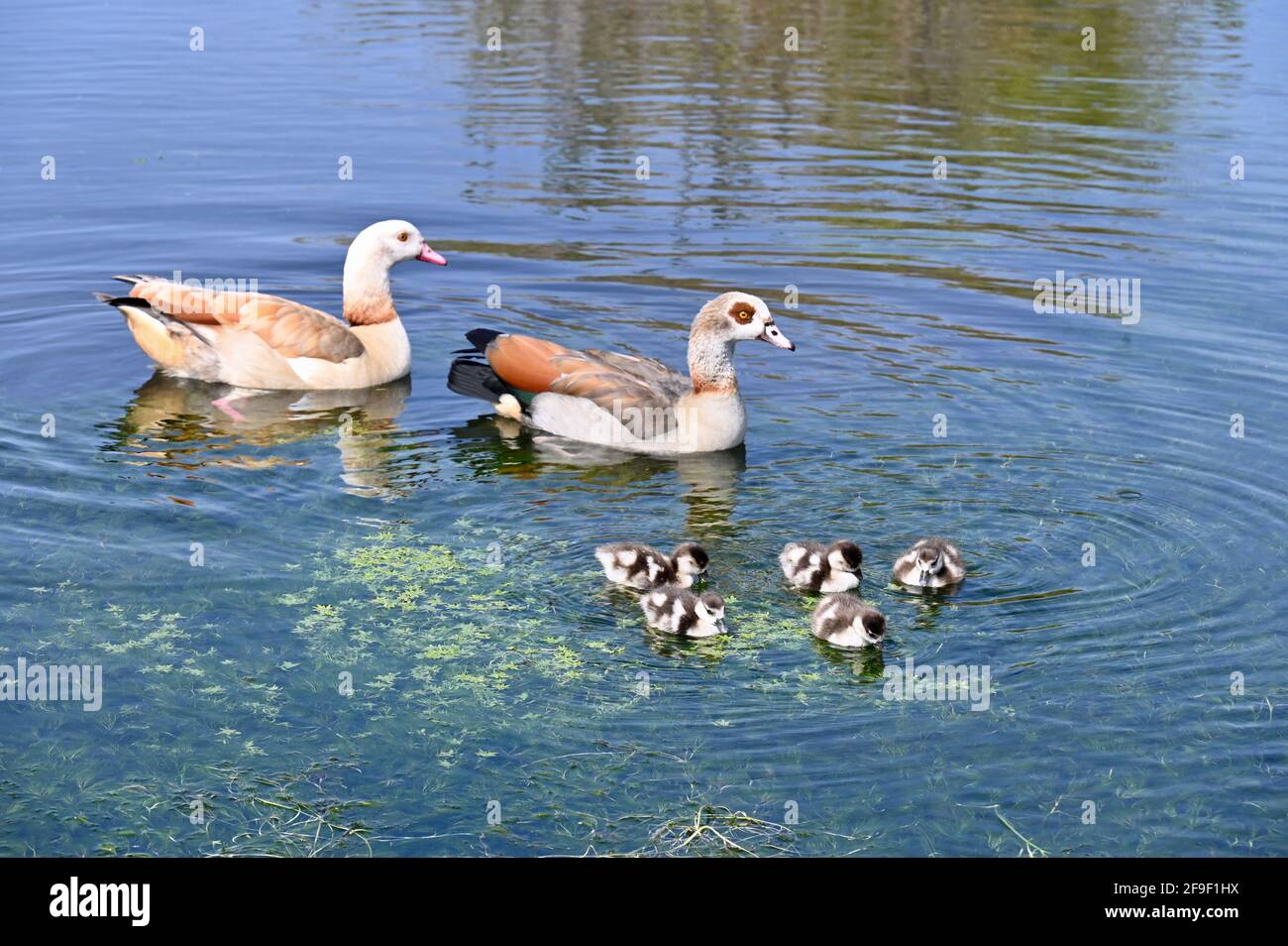 Kent. REINO UNIDO. Un hermoso día con cielos azules claros y temperaturas que alcanzan los 13 grados. Gansos egipcios (Alopochen aegyptiaca) con goslings, River Cray, Foots Cray Meadows, Sidcup, Kent. REINO UNIDO Foto de stock