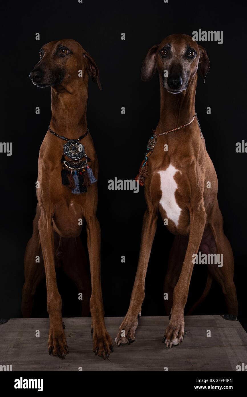 Un retrato de dos perros Azawakh una raza africana de perros que es alto y  delgado Fotografía de stock - Alamy