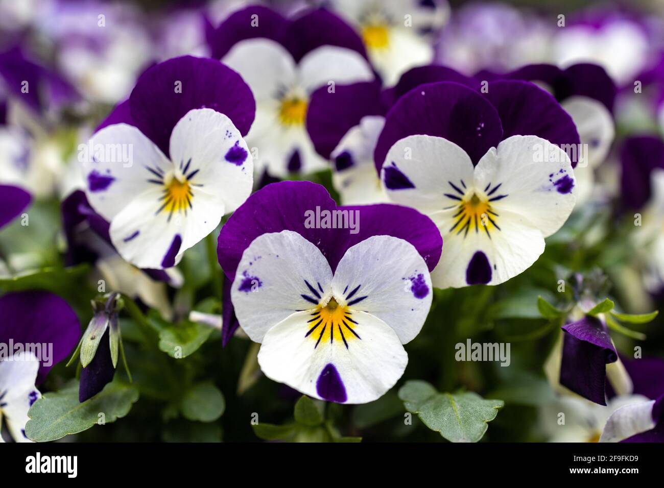Primer plano de un grupo de delicados pensamientos violetas en un lecho de  flores Fotografía de stock - Alamy