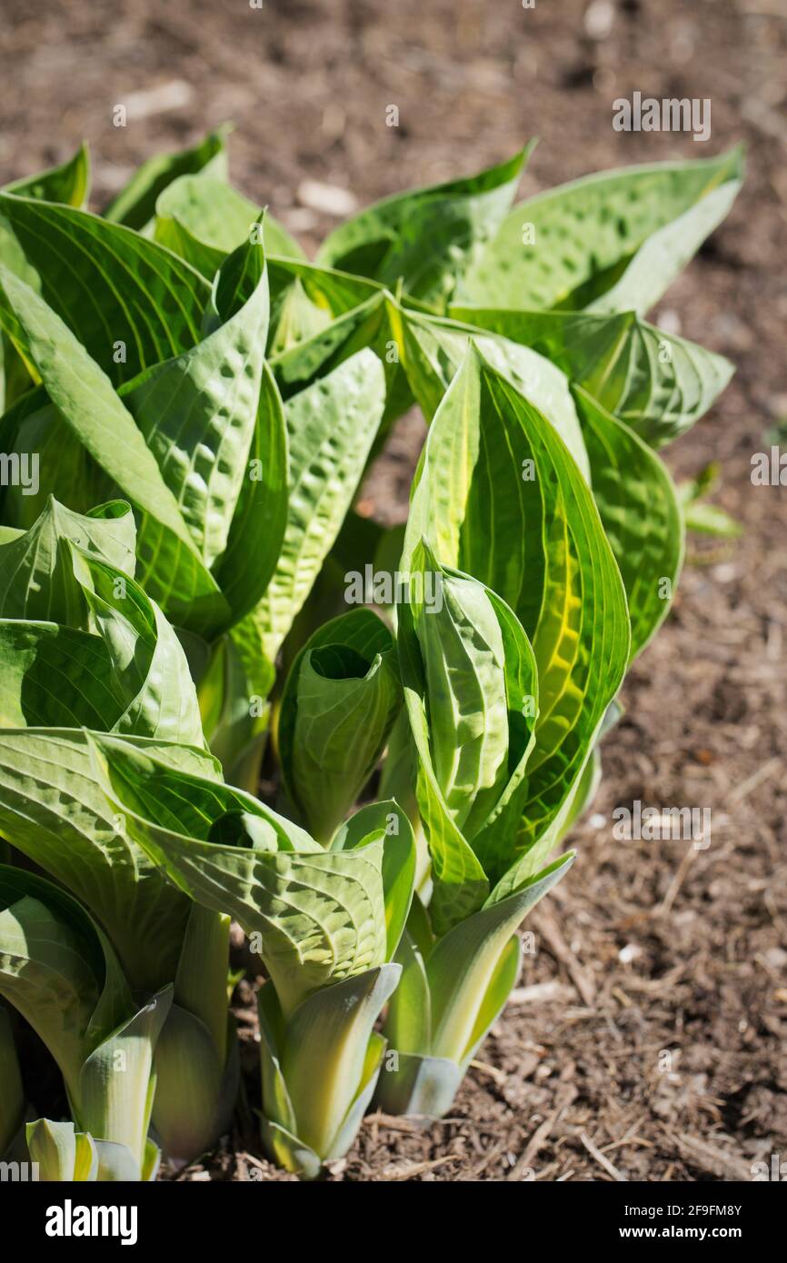 Hosta 'Forbidden Fruit'. Foto de stock