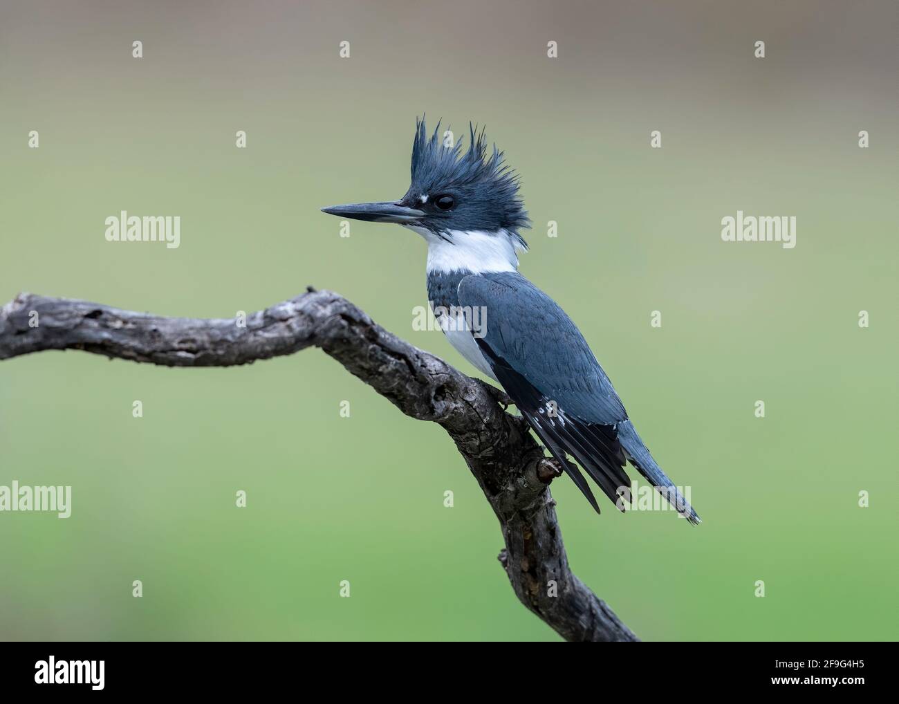 Belted Kingfisher, Rio Grande Valley, Texas, Estados Unidos Foto de stock