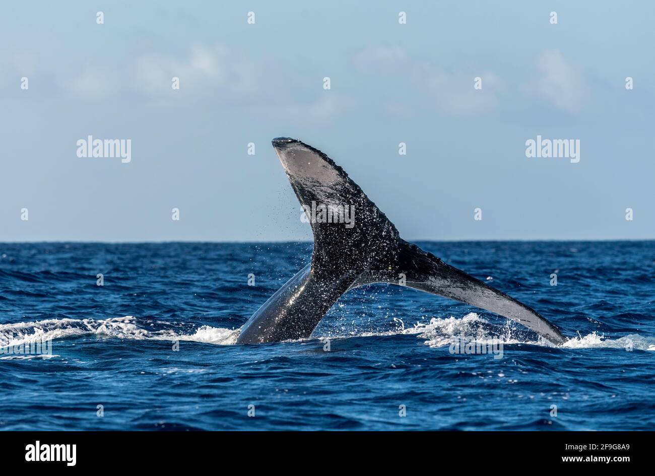 La cola de ballenas jorobadas fluía desde Maui, Hawaii Foto de stock