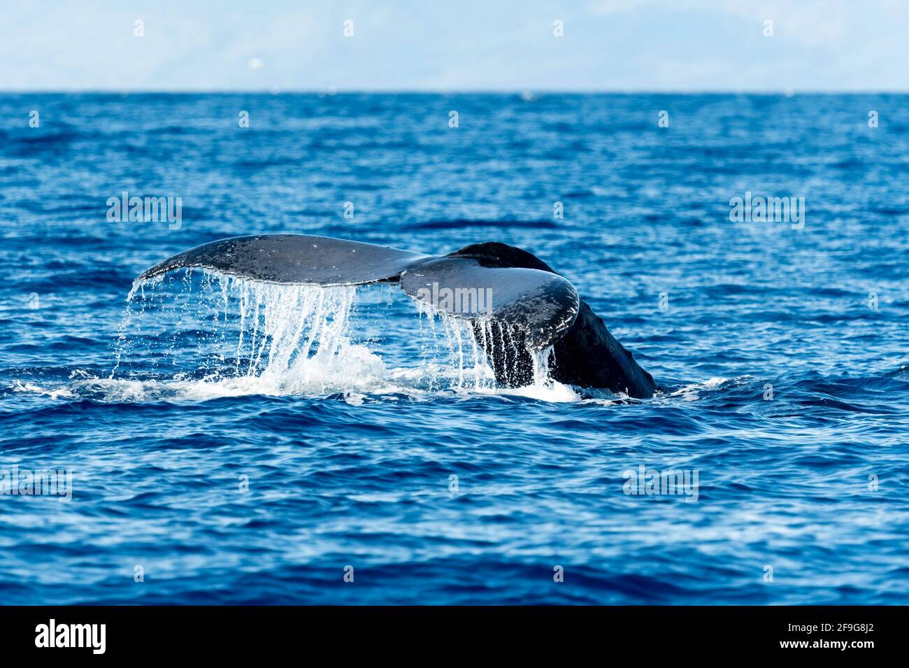 La cola de ballenas jorobadas fluía desde Maui, Hawaii Foto de stock