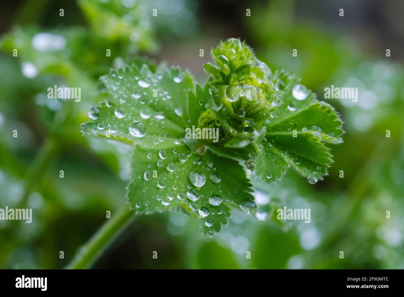 Gotas de agua en las hojas, manto de dama suave (Alchemilla mollis), Baviera, Alemania Foto de stock