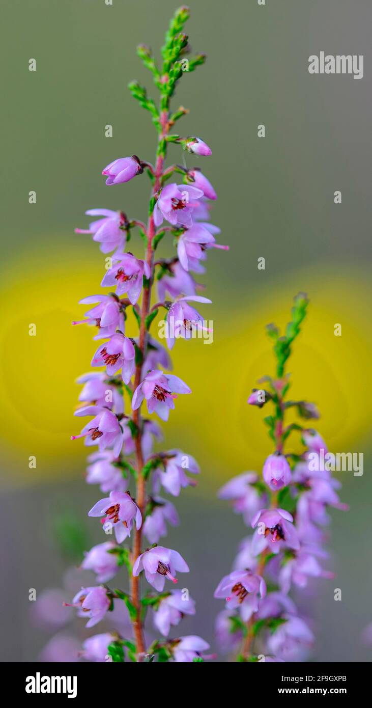 Heather común (Calluna vulgaris), Parque Nacional Hooge Veluwe, Gelderland, países Bajos Foto de stock