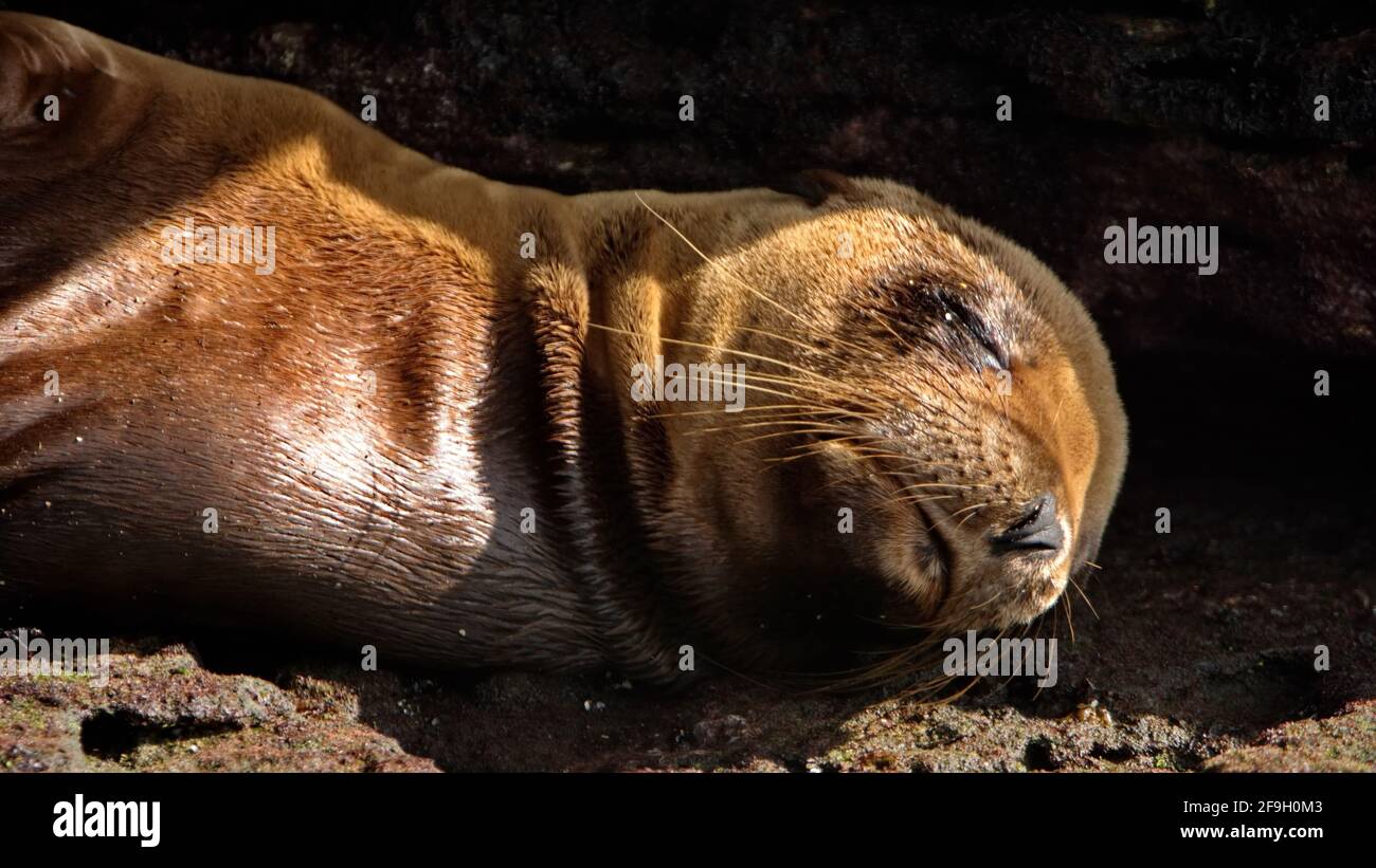 Bebe Leon Marino Fotos E Imagenes De Stock Alamy