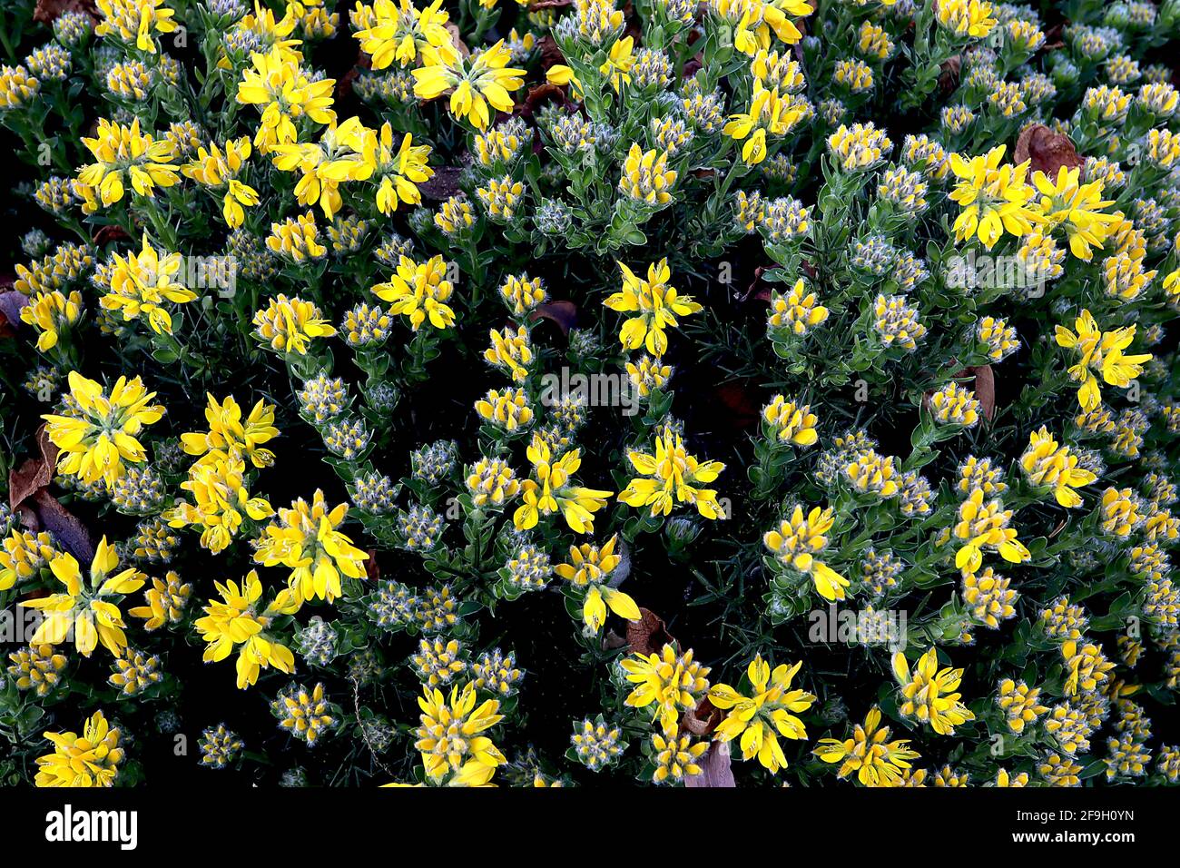 Ulex europaeus common gorse – masa de flores doradas de color amarillo arveja en medio de hojas de color verde oscuro espinoso, abril, Inglaterra, Reino Unido Foto de stock