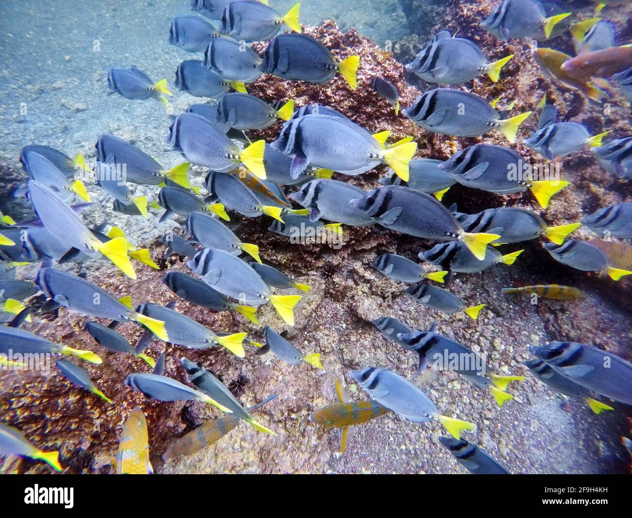 Escuela de peces cirujanos en la Isla Rabida, Galápagos, Ecuador Foto de stock