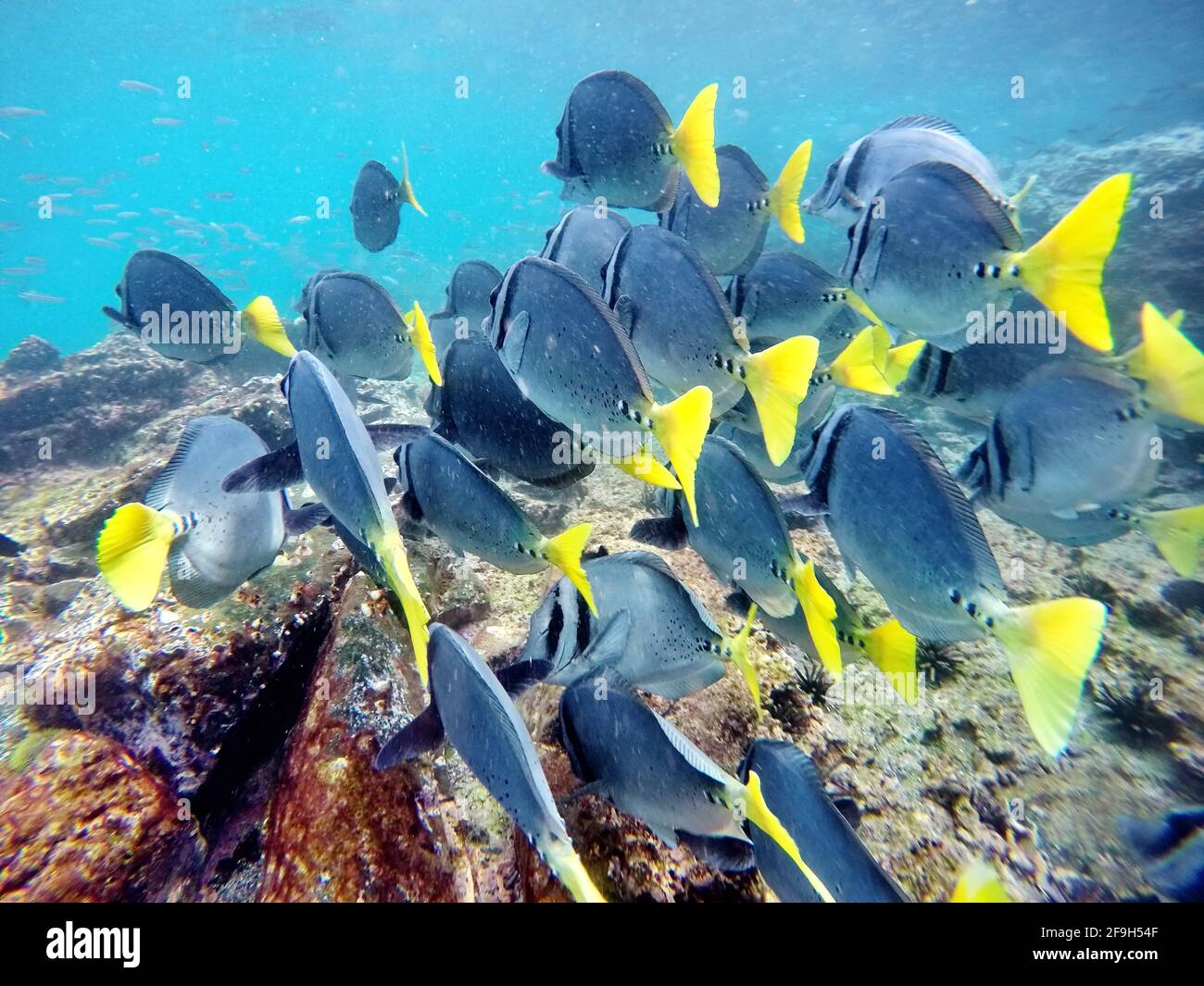 Escuela de peces cirujanos en la Isla Rabida, Galápagos, Ecuador Foto de stock