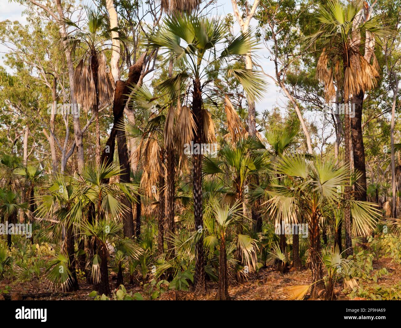 Palmeras de basura en carretera (Livistona eastonii) regenerando después del fuego, Parque Nacional del Río Mitchell (Ngauwudu), Kimberley, Australia Occidental Foto de stock