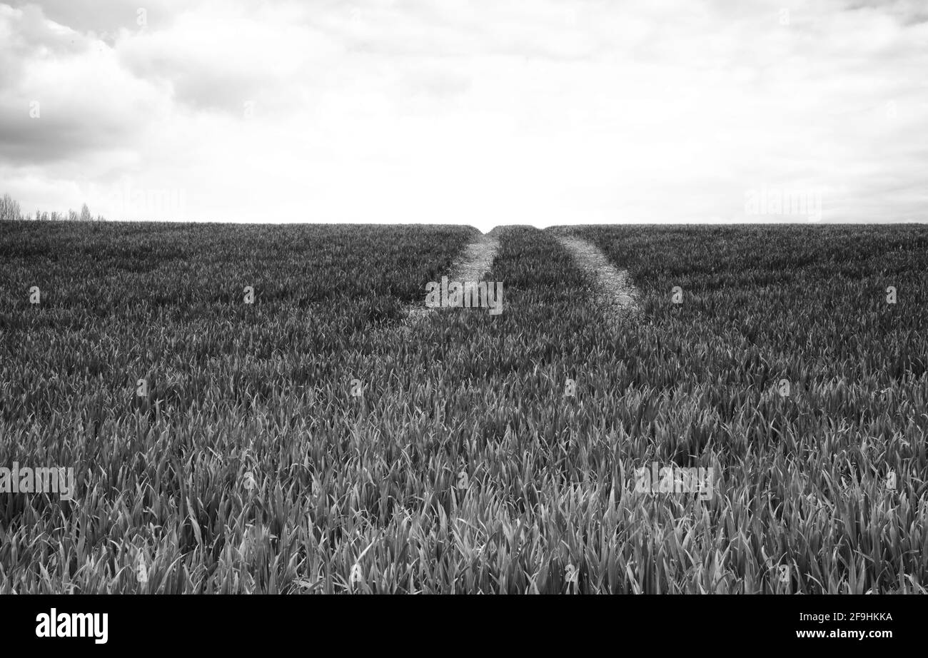 Algunos de los campos del Reino Unido en los campos de Knebworth En forma de bellas artes en blanco y negro Foto de stock