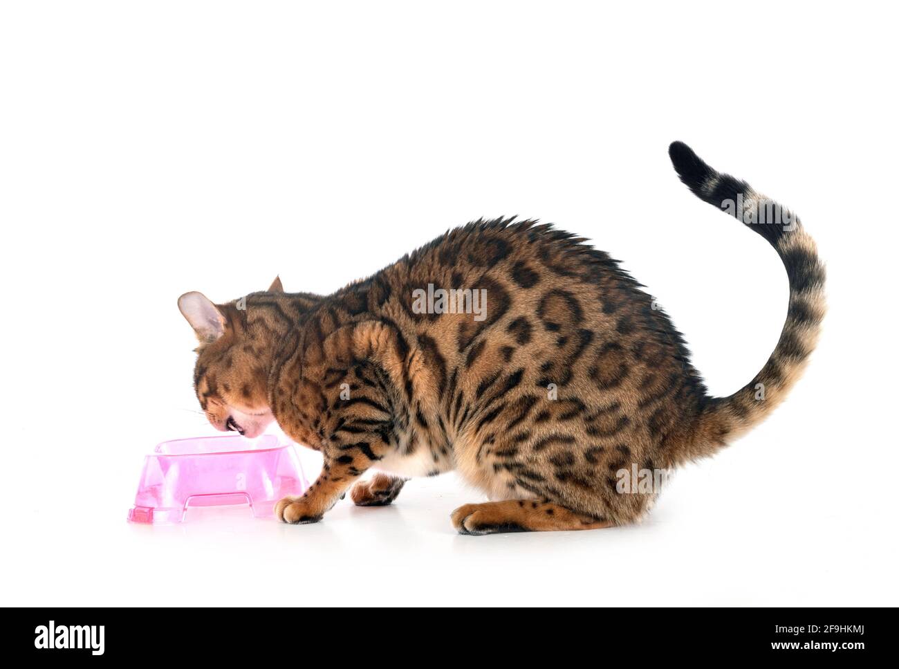 Gato de Bengala en la parte delantera del fondo blanco. Foto de stock
