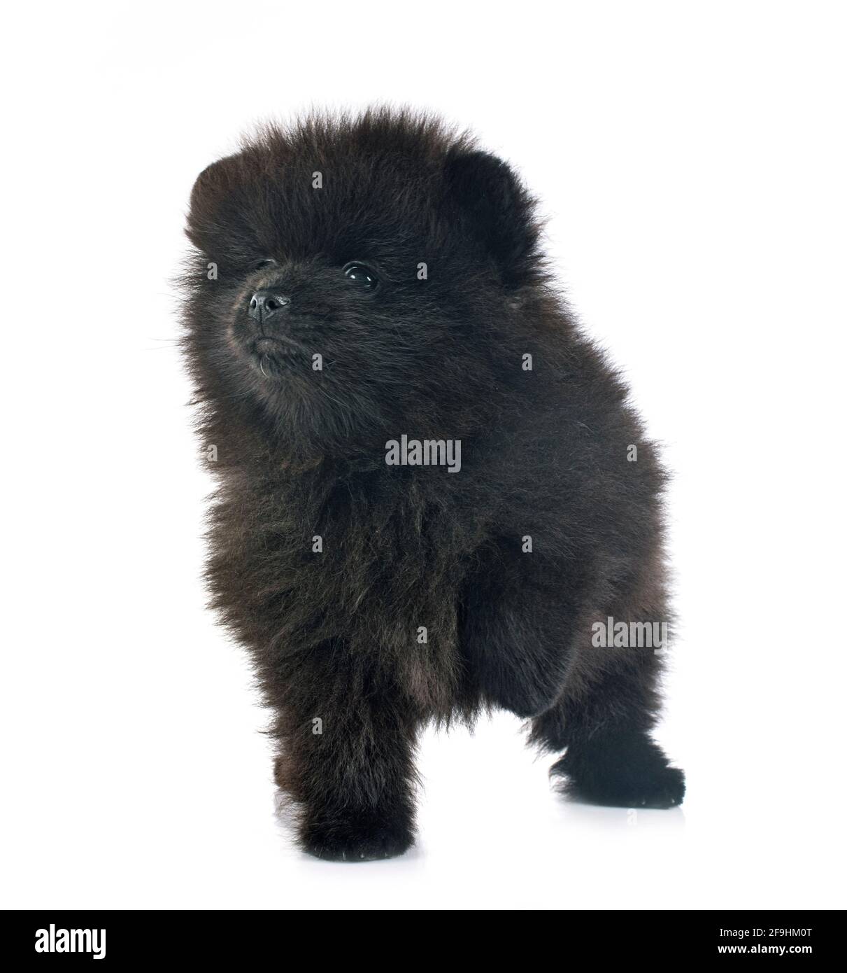 Pomerania jóvenes delante de un fondo blanco Foto de stock