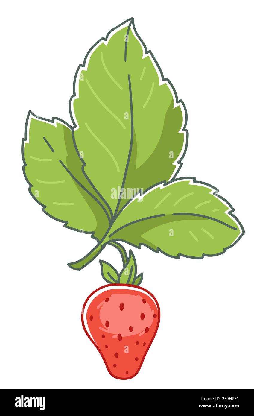 Las Pegatinas De La Fruta Son Comestibles Fruta comestible Imágenes vectoriales de stock - Página 3 - Alamy