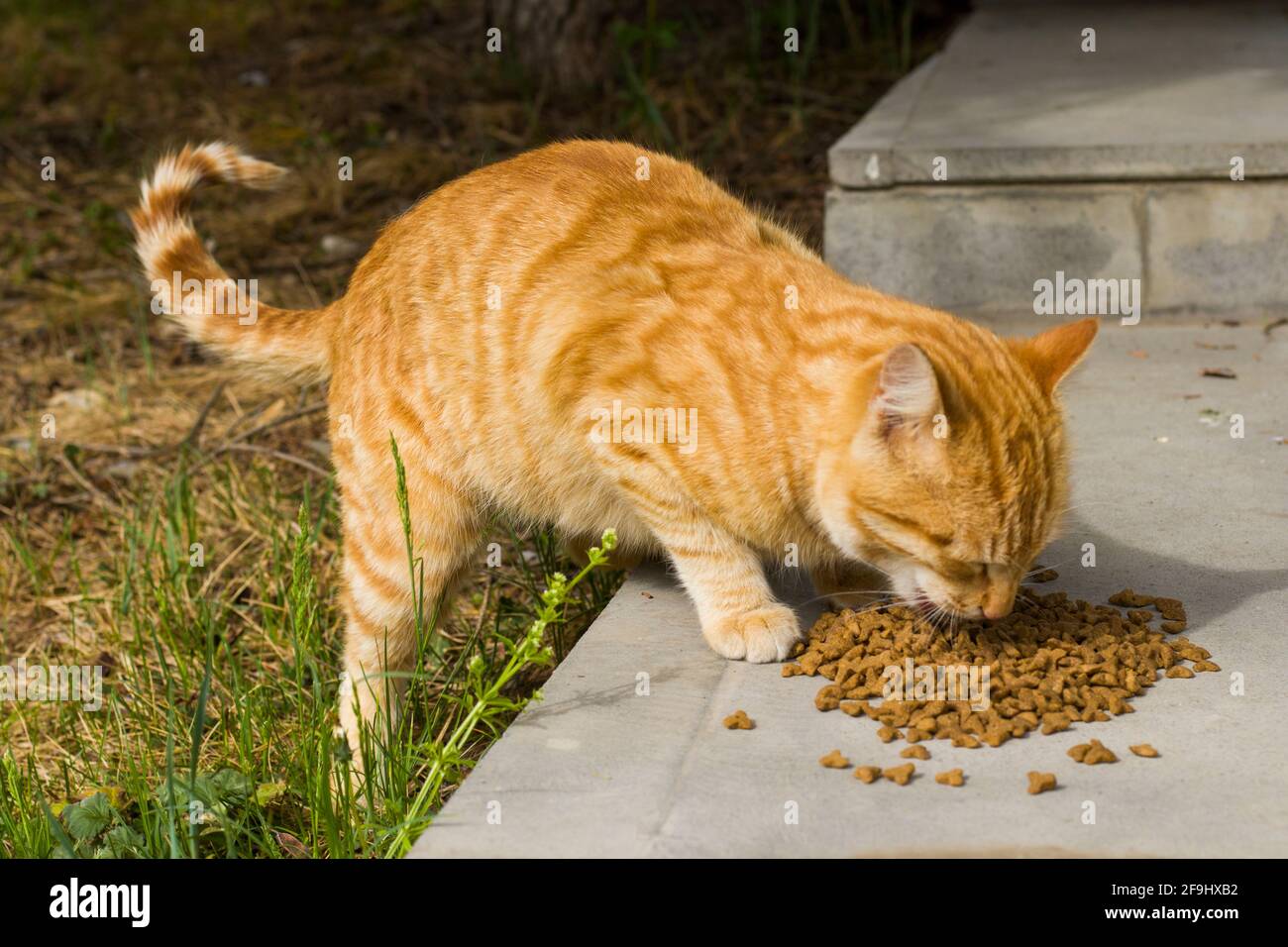 convergencia Subproducto lana Gato con alimento del gato, proceso que come, gato del jengibre Fotografía  de stock - Alamy