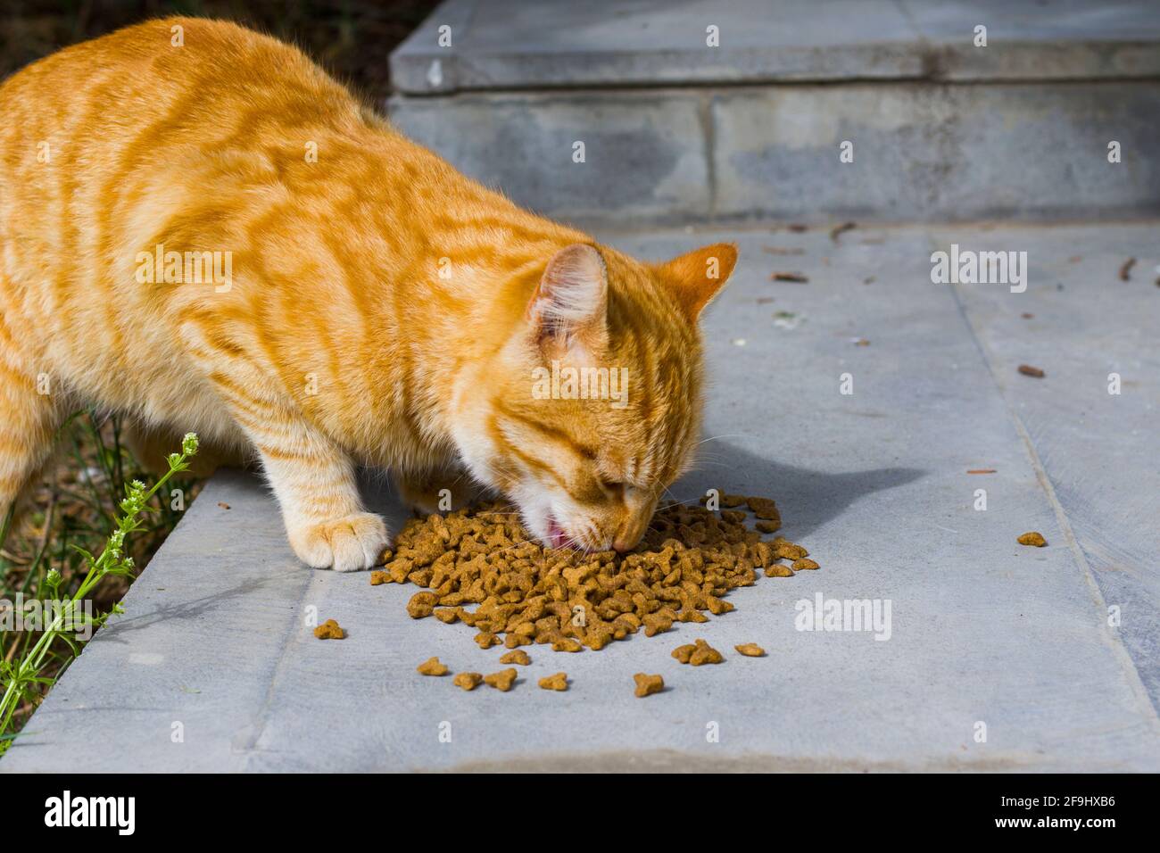 convergencia Subproducto lana Gato con alimento del gato, proceso que come, gato del jengibre Fotografía  de stock - Alamy