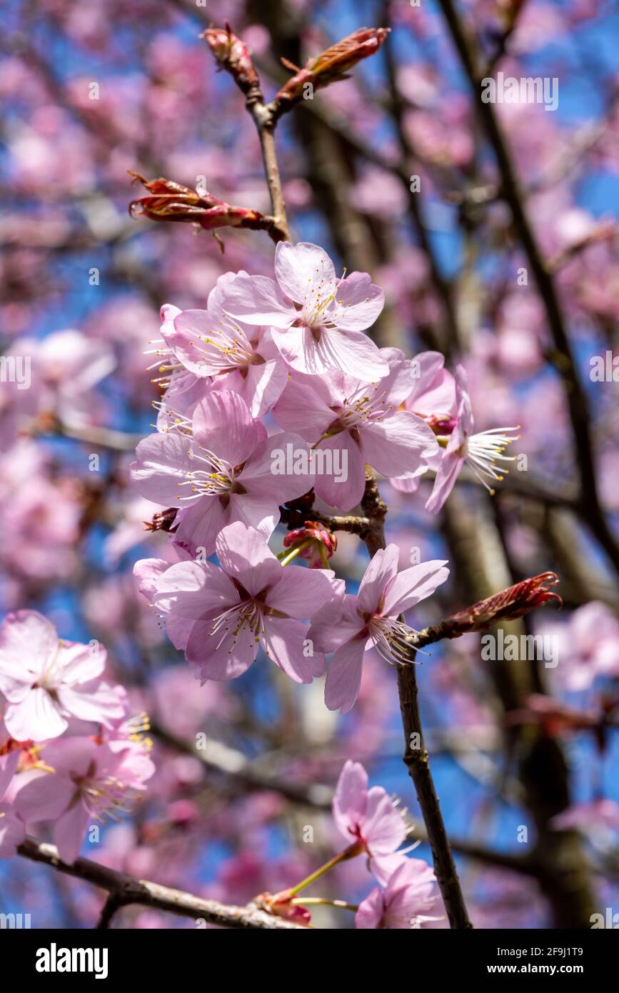 Prunus sargentii Una planta de cerezo en flor primaveral con flor rosada en  la temporada de primavera que se conoce comúnmente como cereza de Sargent,  s Fotografía de stock - Alamy