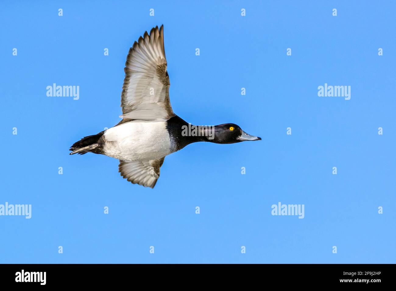 Pato Tufted (Aythya fuligula). Drake en el plumaje de cría en vuelo. Alemania Foto de stock