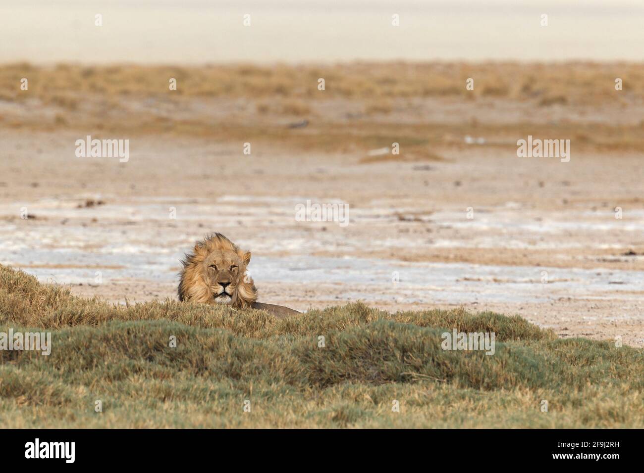 León Africano (Panthera Leo) acostado detrás de arbusto. Parque Nacional Etosha, Namibia, África Foto de stock