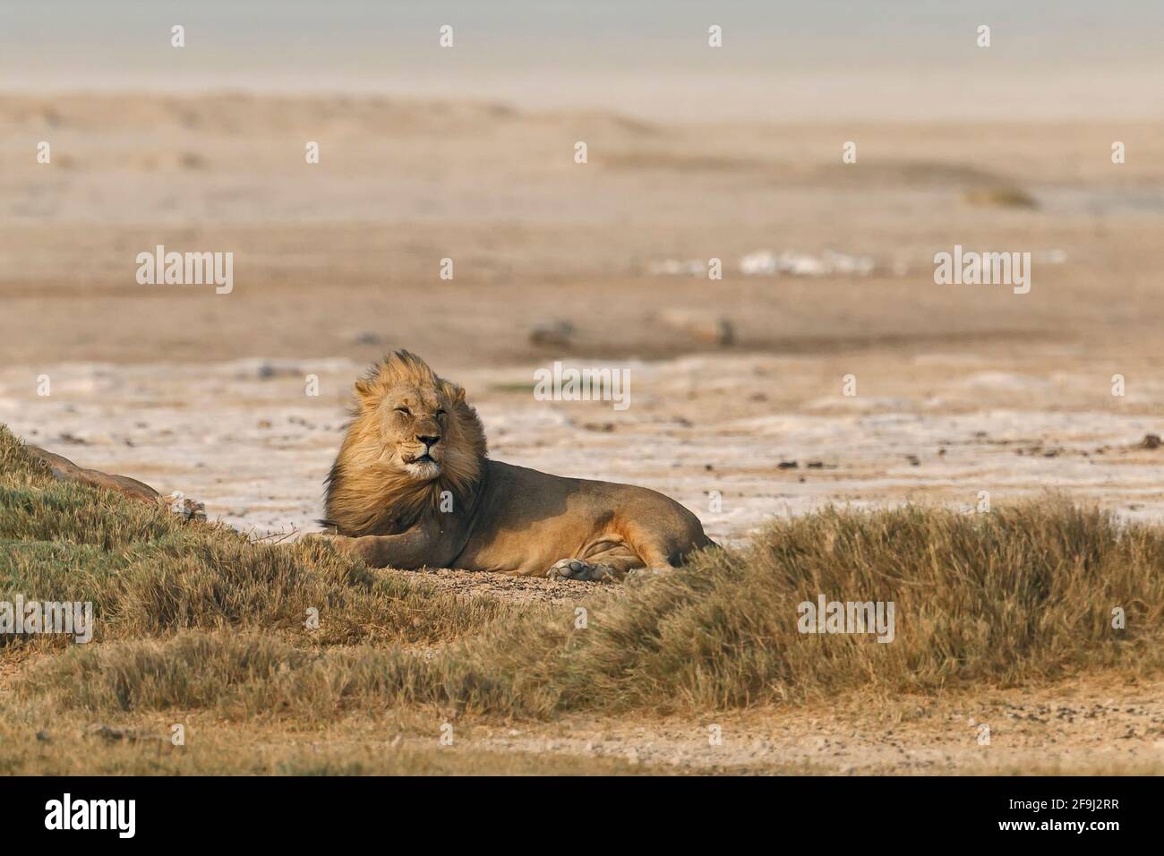 León macho africano (Panthera Leo) descansando. Parque Nacional Etosha, Namibia, África Foto de stock