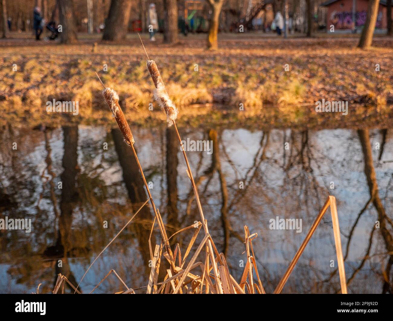 Bulrush creciendo cerca de un lago tranquilo con árboles y reflejo del cielo en el agua. Parque urbano a finales de otoño o invierno cálido. Hermosos colores amarillos en la naturaleza. Foto de stock