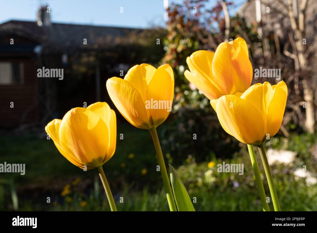 Tulipanes amarillos retroiluminados en un jardín durante abril, flores de primavera, Reino Unido Foto de stock