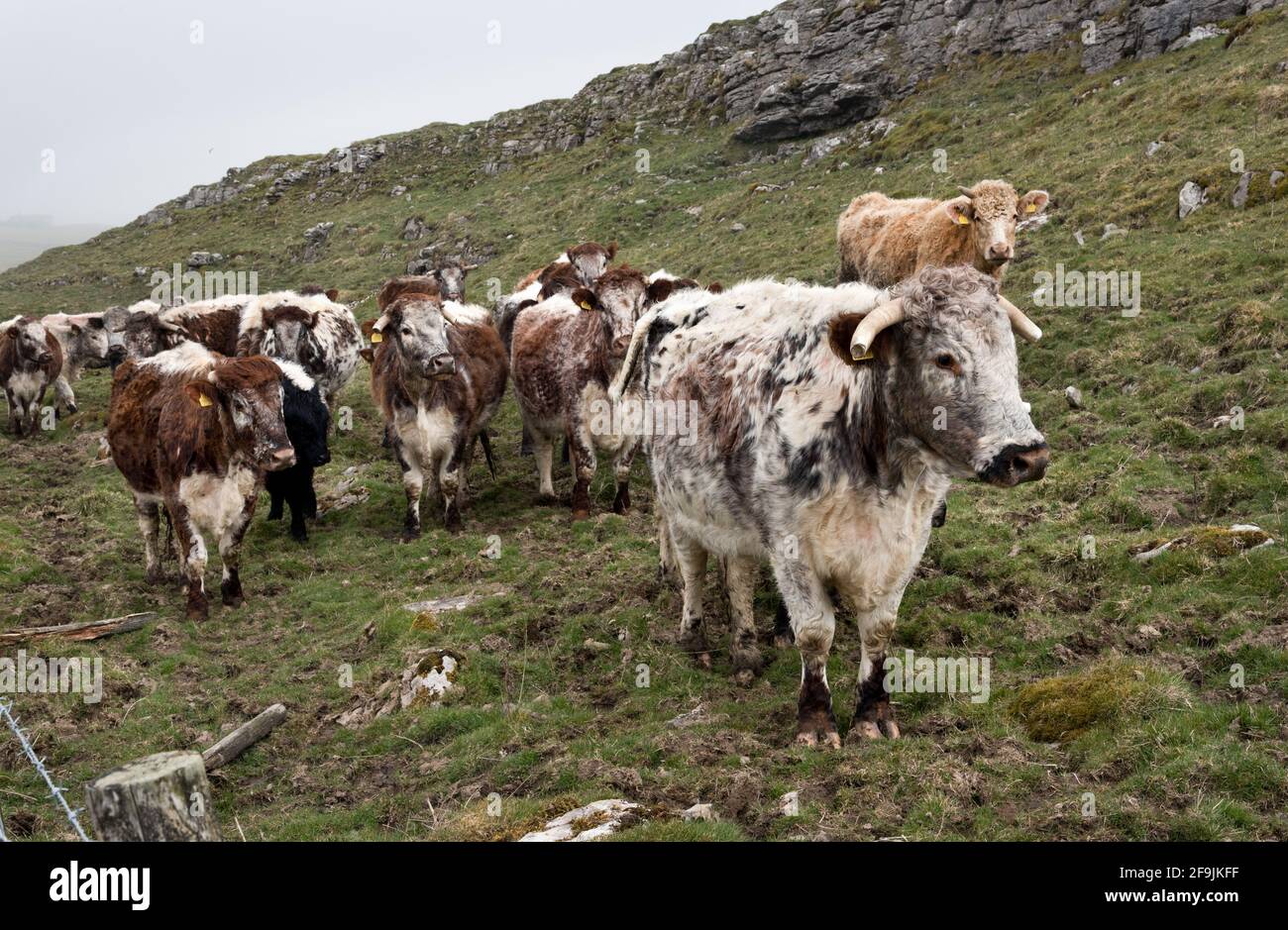 Ganado de Longhorn que pastan cerca de Malham, Yorkshire Dales National Park, Reino Unido Foto de stock