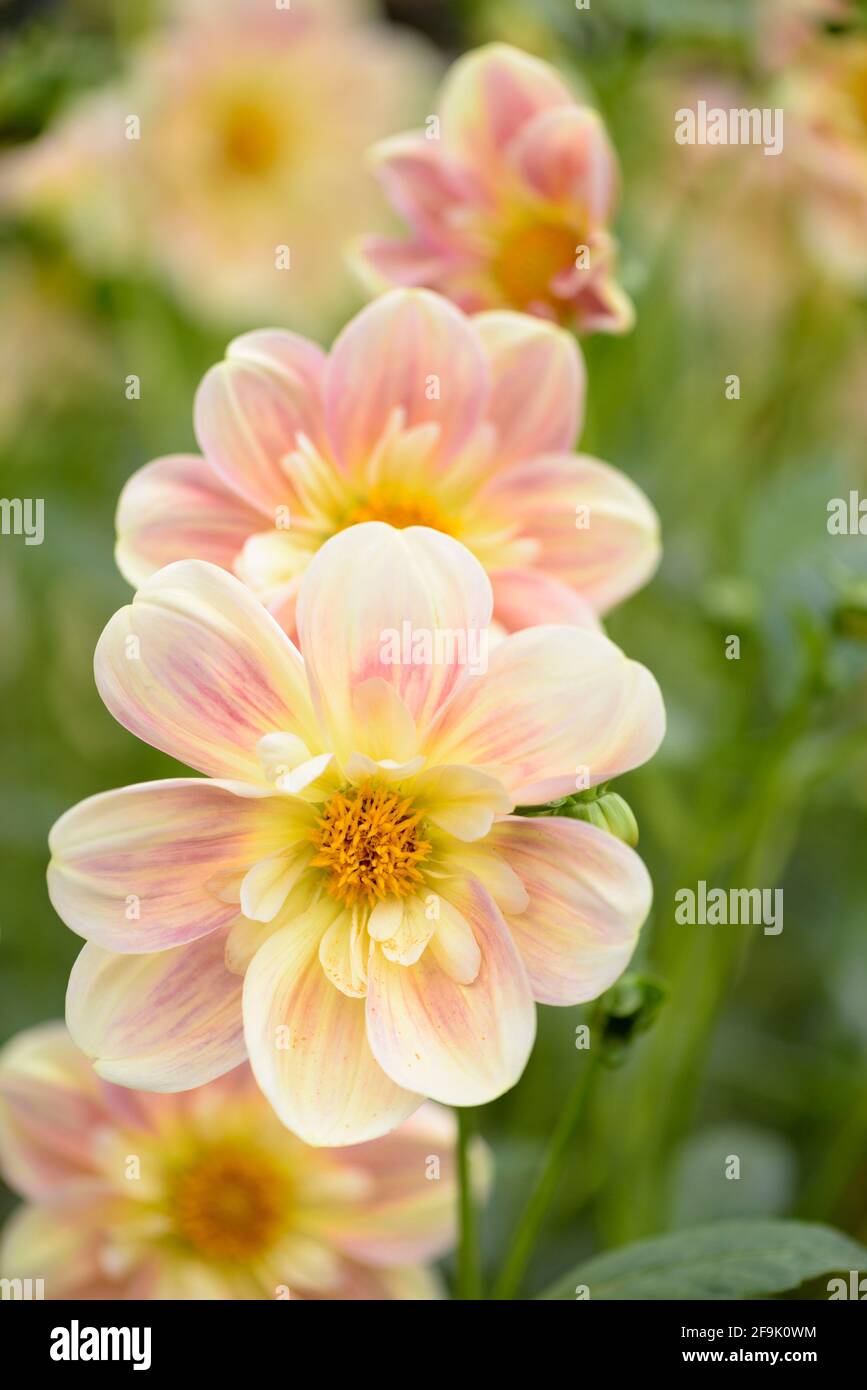Amarillo, flores de albaricoque muy sufusado de Collerette Dahlia 'Abril jaspeado' Foto de stock