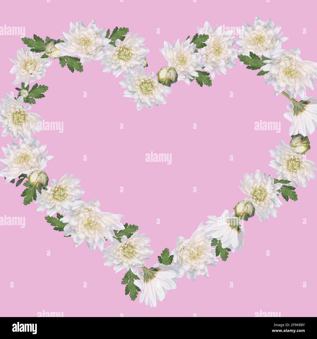 Hermosa forma de corazón hecho con flores blancas y disposición de hojas sobre fondo rosa pastel. Concepto mínimo creativo de San Valentín, Mujer, Wedd Fotografía de stock - Alamy Hermosa forma de corazón hecho con flores blancas y disposición de hojas sobre fondo rosa pastel. Concepto mínimo creativo de San Valentín, Mujer, Wedd Fotografía de stock - Alamy