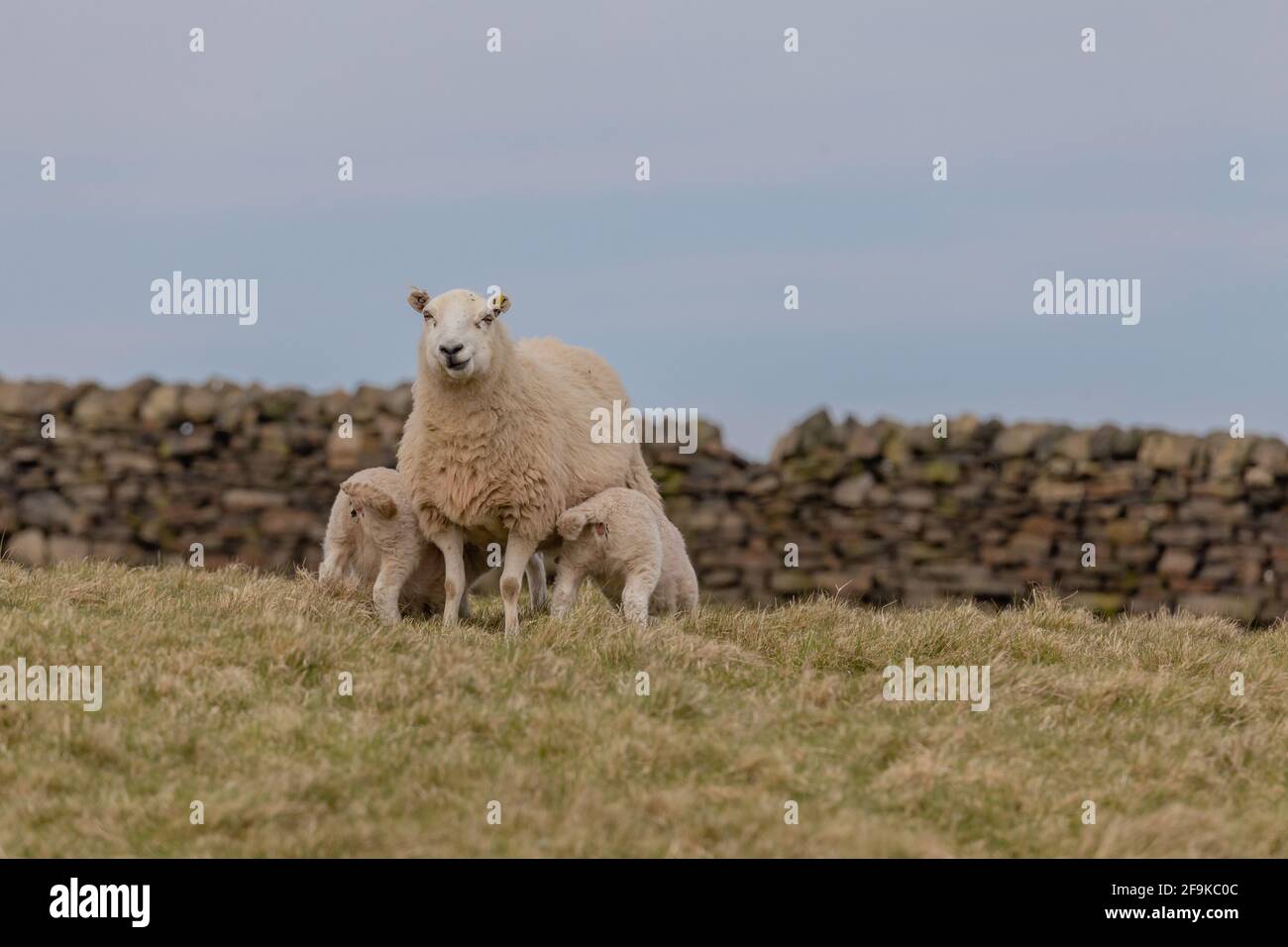 Una oveja alimentando a sus corderos. Foto de stock