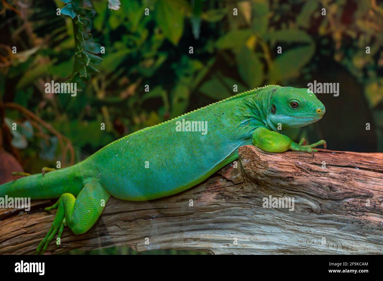 Un pequeño gecko de día verde se sienta en la rama. El reptil Phelsuma respira bajo el sol brillante en la selva. Foto de stock