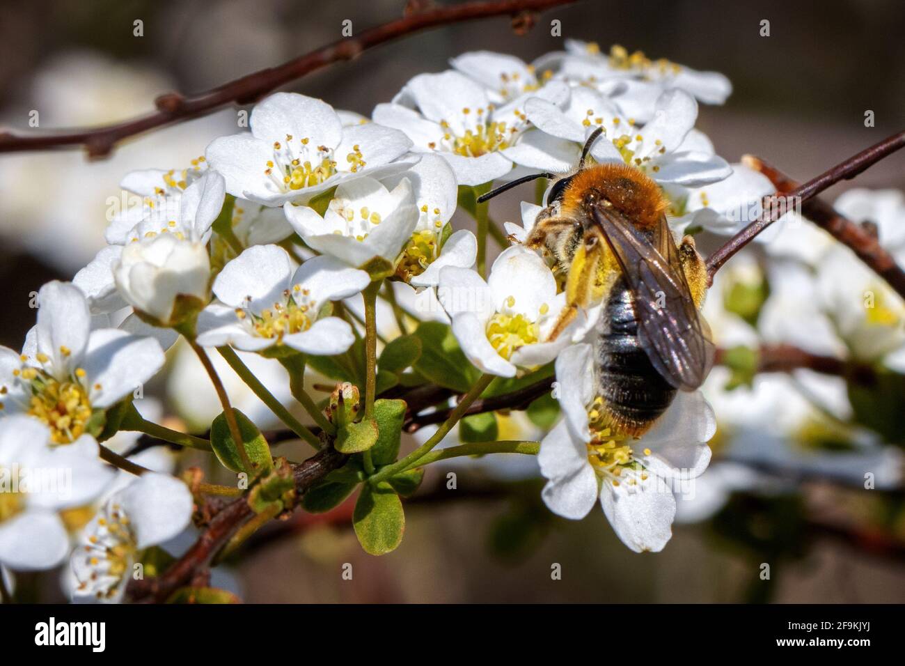 La abeja minera de cola naranja (Andrena hemorroa) que se alimenta del néctar en un arbusto de jardín mientras se polinizan en abril, Foto de stock