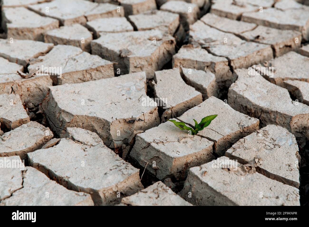 Un brota verde de la tierra seca y agrietada, la falta de lluvia, un desastre natural global, esperanza y concepto de sueños Foto de stock