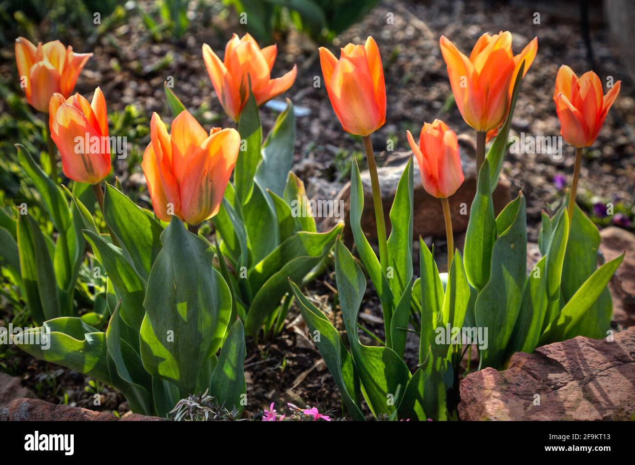 Una fila de tulipanes con flores parcialmente abiertas en un cálido día de primavera. Foto de stock