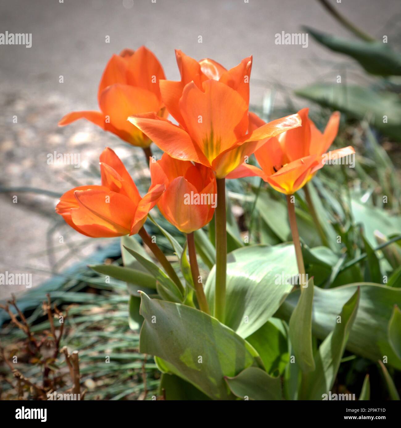 Un pequeño grupo de tulipanes de color naranja. Foto de stock