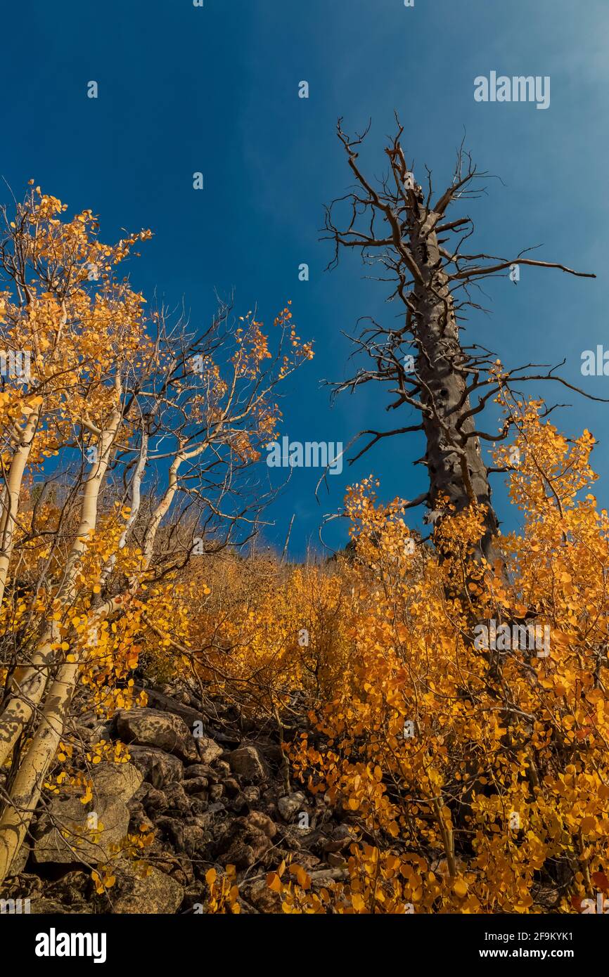 Quaking Aspens, Populus tremuloides, con coníferas muertas en las montañas Beartooth Mountains, Rock Creek Valley, Beartooth Highway, Montana, Estados Unidos Foto de stock