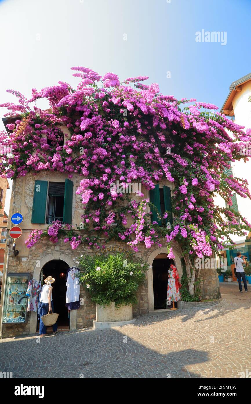 Sirmione, Lago de Garda. Flores moradas de buganvillas en la casa del casco antiguo. Lago di Garda, Gardasee, Italia Foto de stock