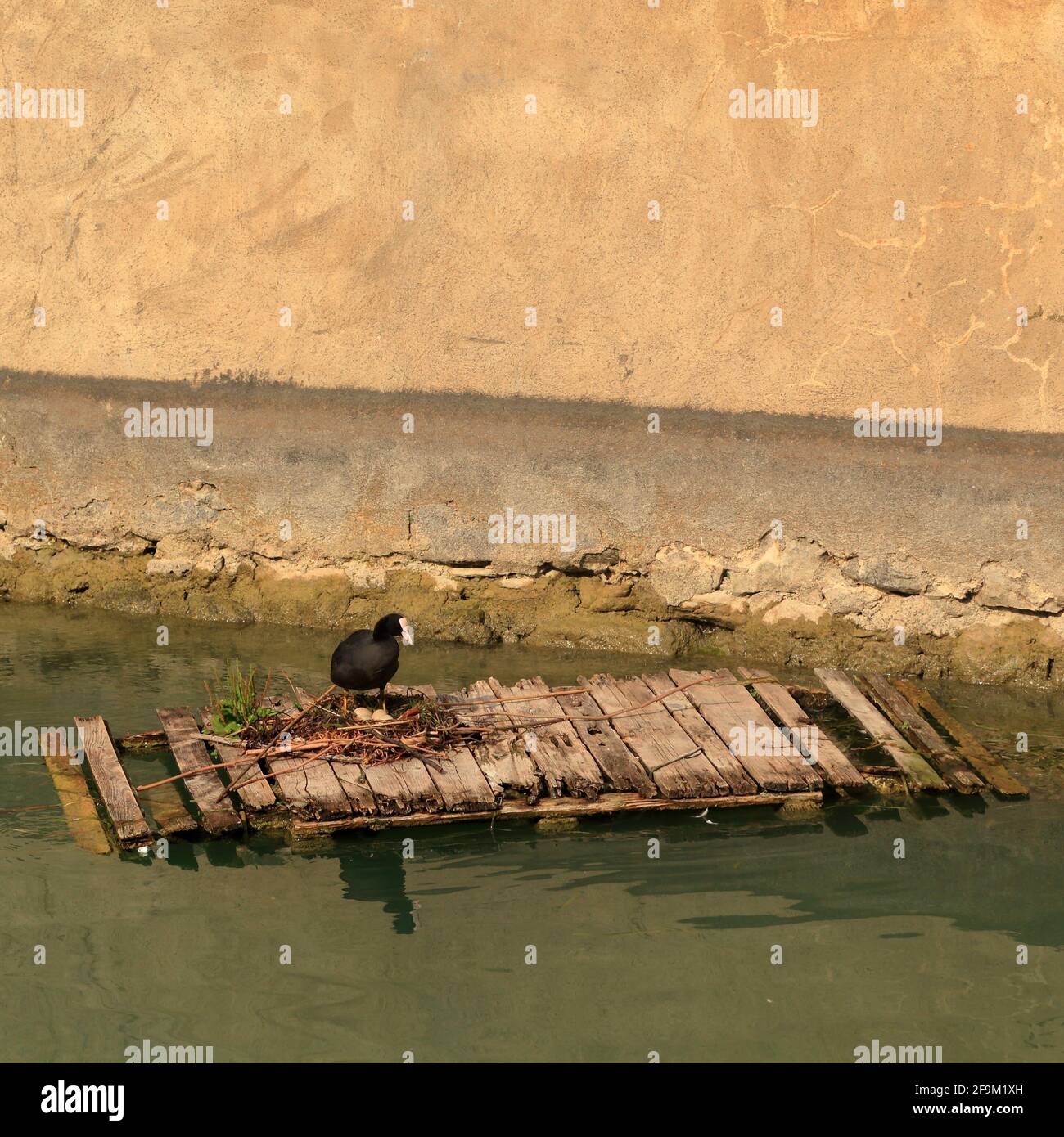 Coot eurasiático (Fulica atra) en nido sobre el agua Foto de stock