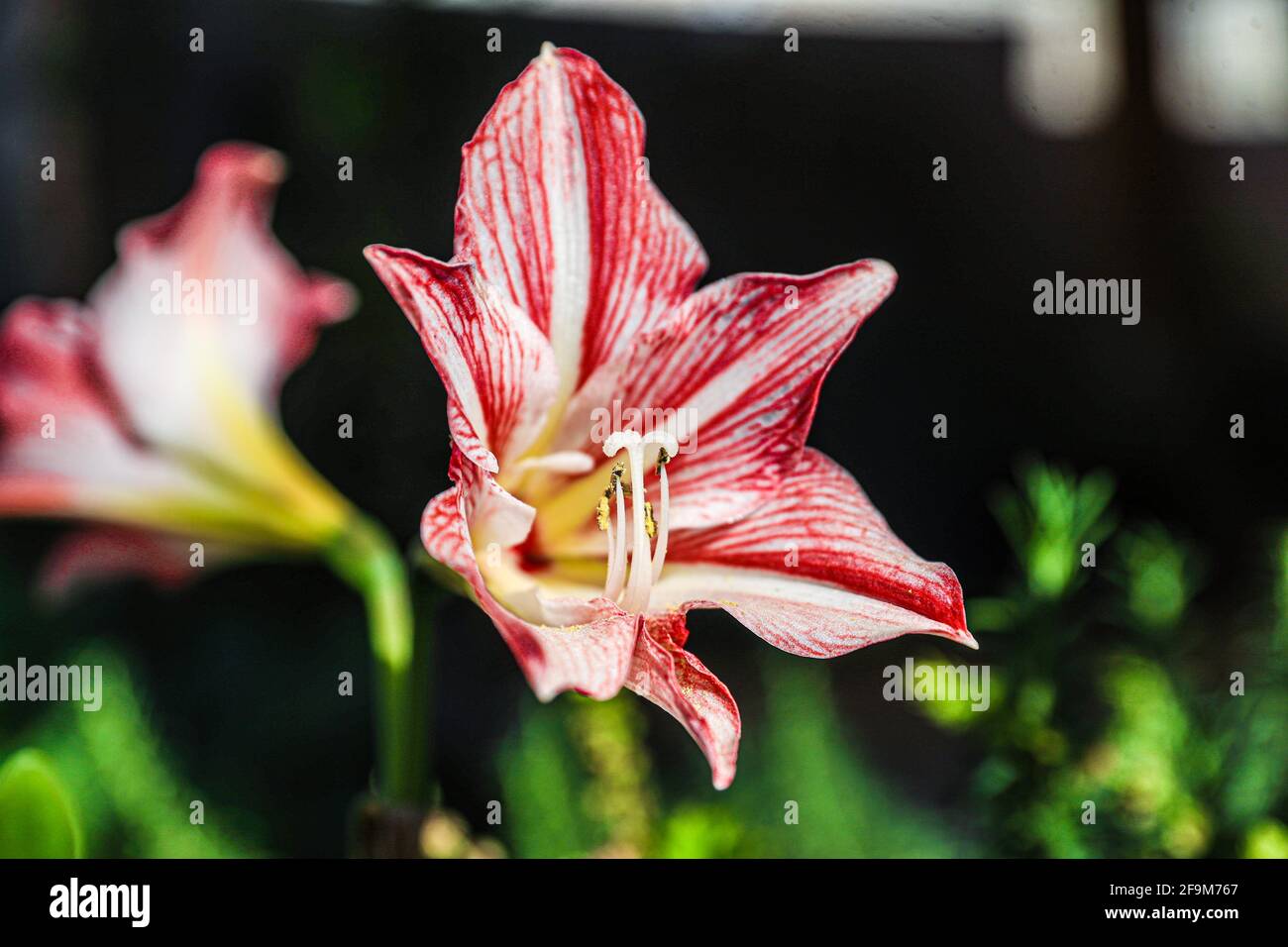 Amaryllis Flaming Peacock, Lilium, Lily, Red and White Double Amaryllis,  Amaryllis Bulbs, Amaryllis Flores Amaryllis Plantas, Flaming Amaryllis  Peacock, Flores, Rosa, rayas, Pétalos, Planta de la casa, Planta, Primavera  ... ( Foto