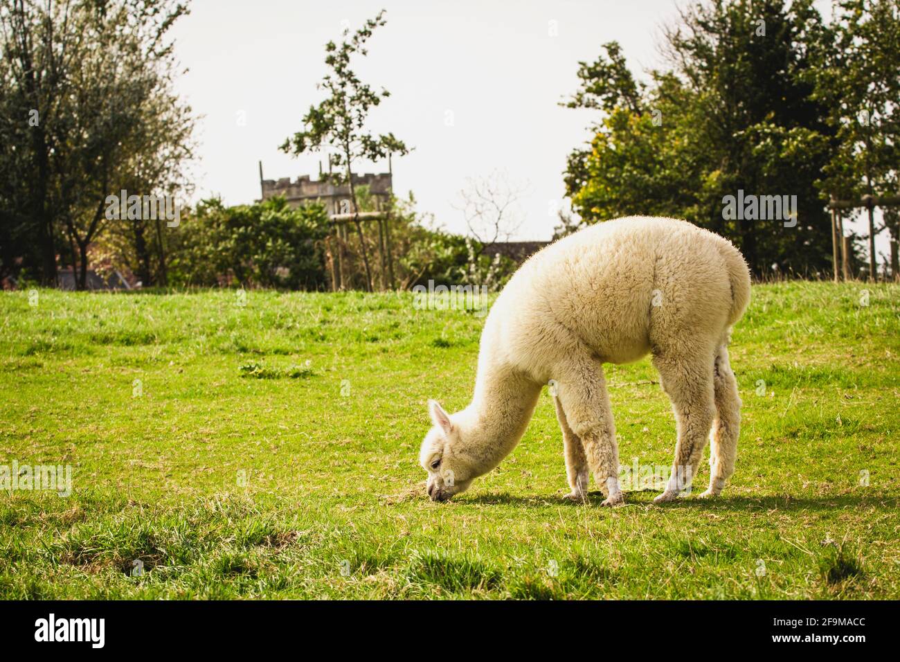 Joven alpaca blanca en la antigua granja Foto de stock