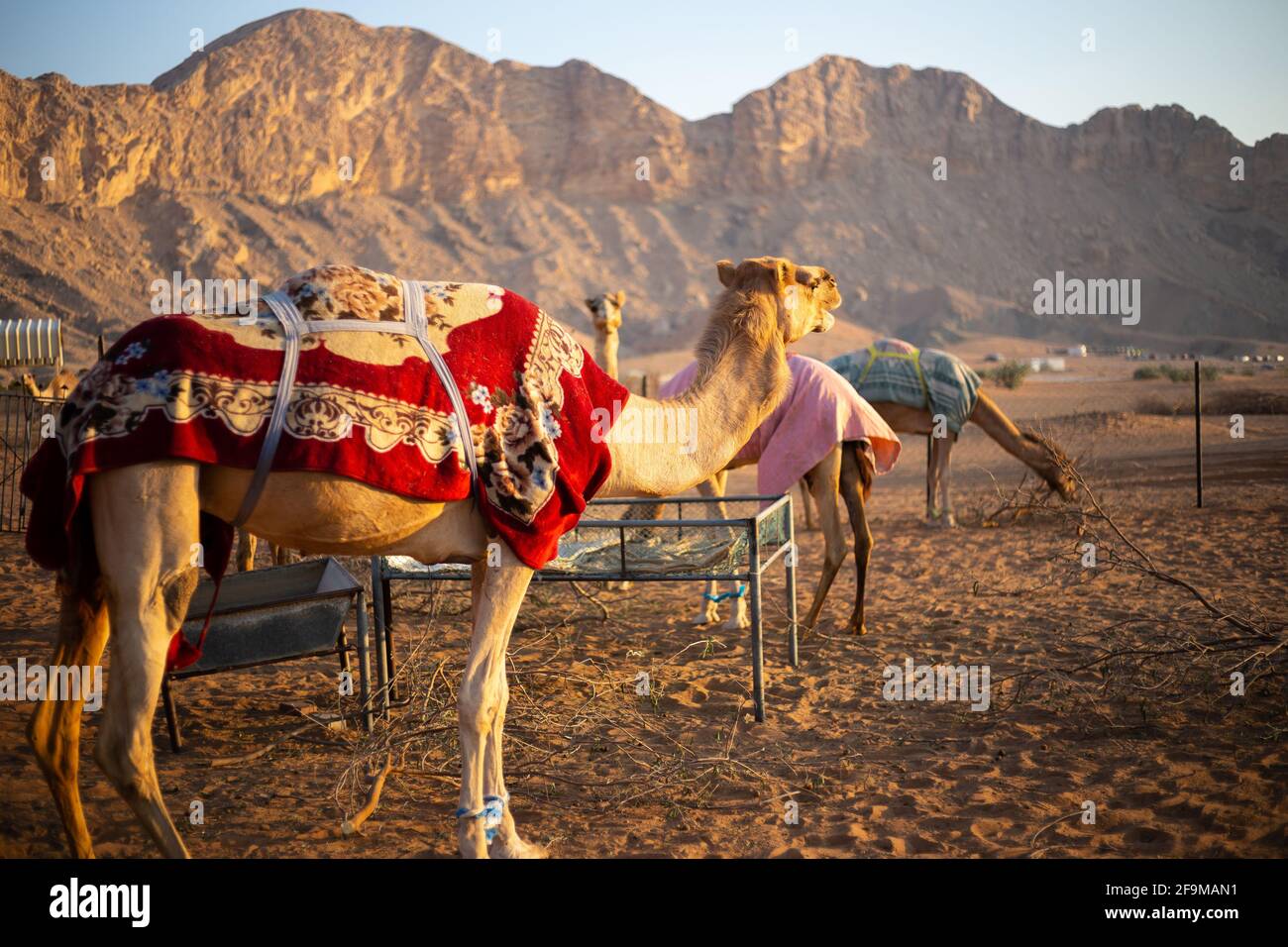 Camellos dromedarios (Camelus dromedarius) en las rocosas montañas Hajar en  Sharjah, Emiratos Árabes Unidos, camellos cubiertos de mantas durante la  noche Fotografía de stock - Alamy